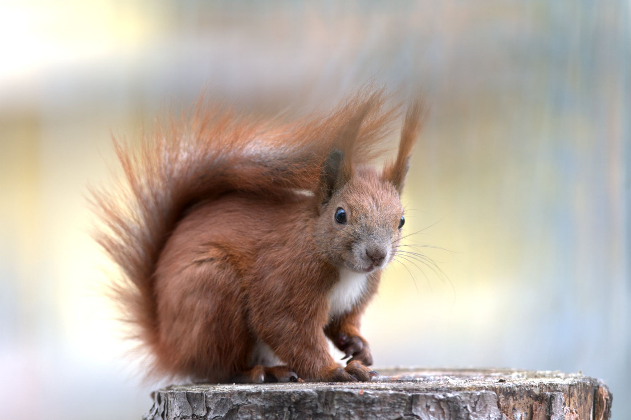 M20210325D_Eichhörnchen4169